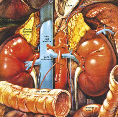 anatomia rene-surrene
