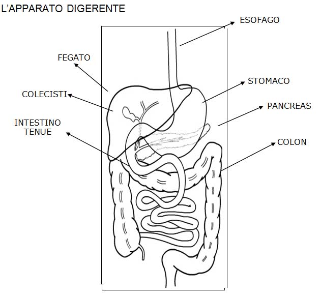 apparato digerente